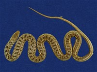 藏品(花浪蛇)的圖片